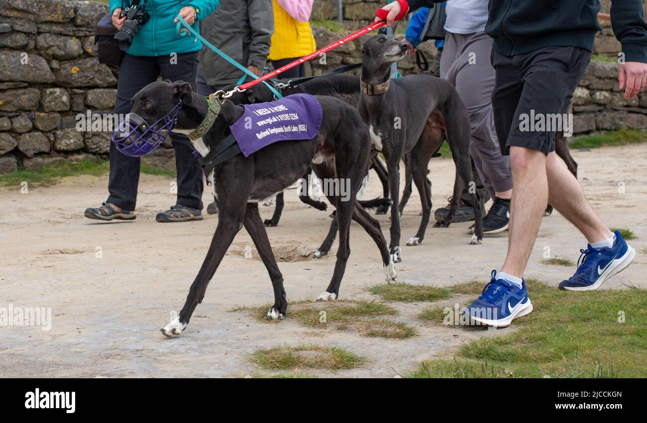 Arnside, Milnthorpe, Cumbria, UK domenica 12th giugno 2022 la passeggiata mensile del gruppo pensionato Greyhound South Lakes ad Arnside, Milnthorpe, Cumbria, ha visto circa 50 hounds con alcuni vestiti viola 'ho bisogno di una casa'. L'età media dei levrieri che vengono in cura è compresa tra 2 e 4 anni e possono vivere fino a 12 e 15 anni. Prosperano sull'affetto e possono fare gli animali domestici gentili e leali. Credit: John Eveson/Alamy Live News Foto Stock