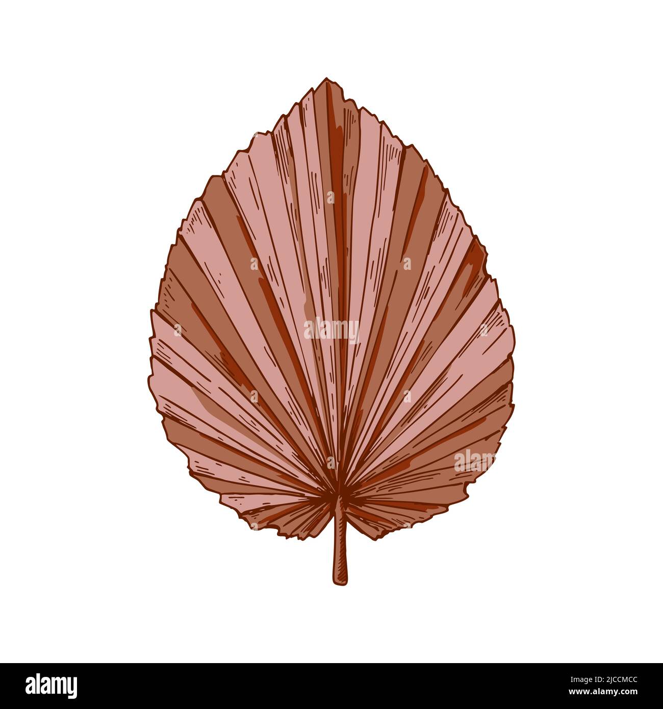 Elemento di design floristico moderno disegnato a mano. Foglia di palma essiccata isolata su bianco. Illustrazione vettoriale in stile di schizzo Illustrazione Vettoriale