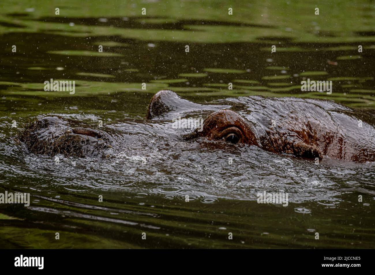 Ippopotamo in acqua. Ritratto di ippopotamo anfibio. Ippona. Comune ippopotamo. Fiume ippopotamo. Bellezza nella natura. Foto Stock