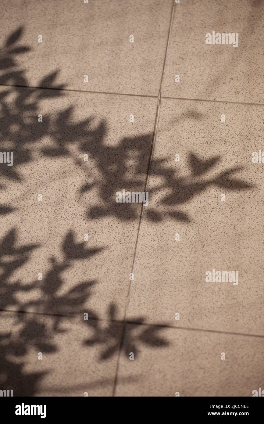 L'ombra di piante e arbusti sulle piastrelle di una terrazza. Foto Stock