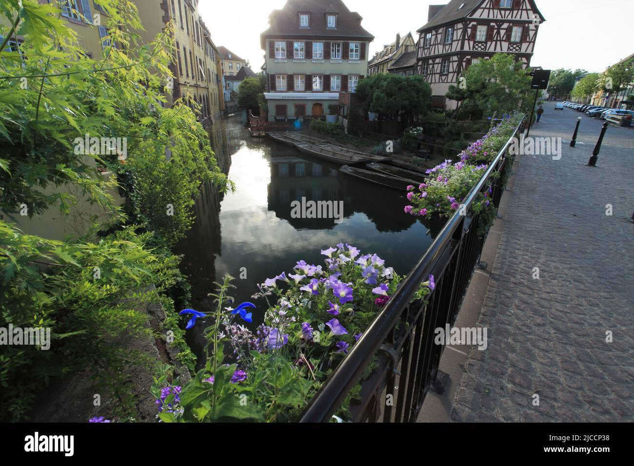 Aubrieta fiori al mattino alba, le Petite Venezia, Colmar Foto Stock