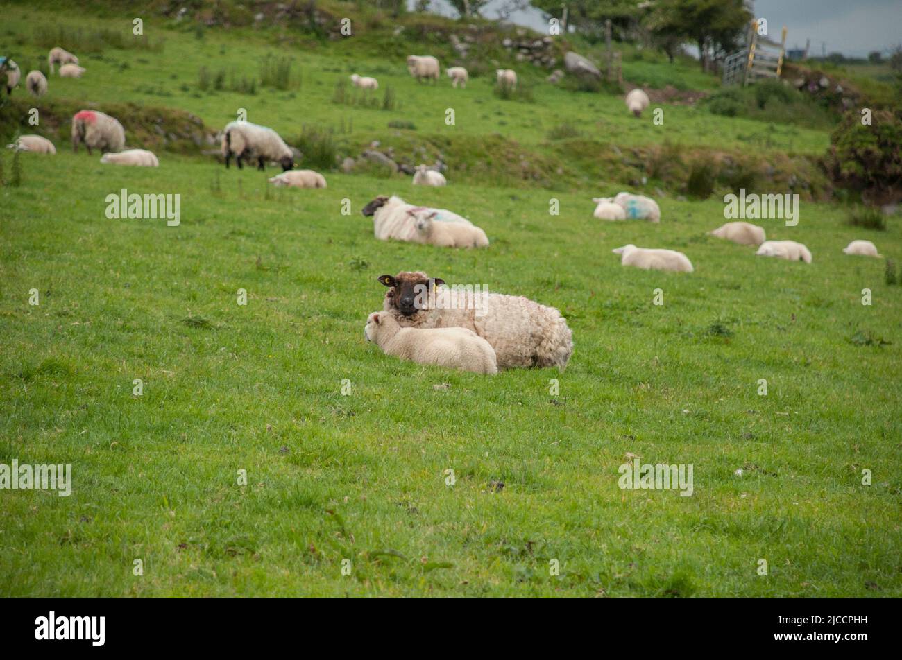 Pecore pascolo erba a Whiddy Island, Bantry, Co Cork. Irlanda Foto Stock