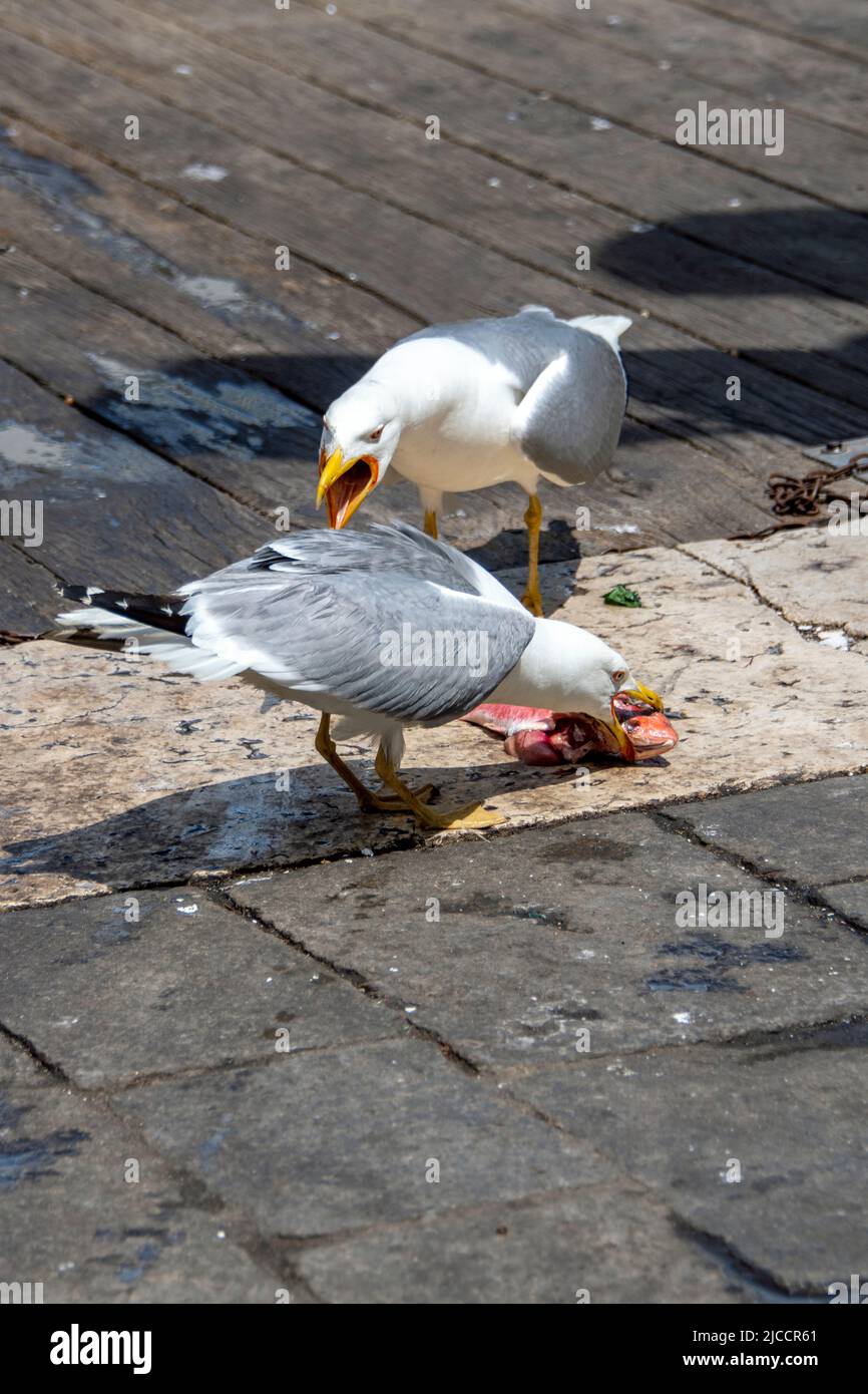 Gabbiani che lottano per un triglie rosso sul marciapiede vicino alla costa Foto Stock