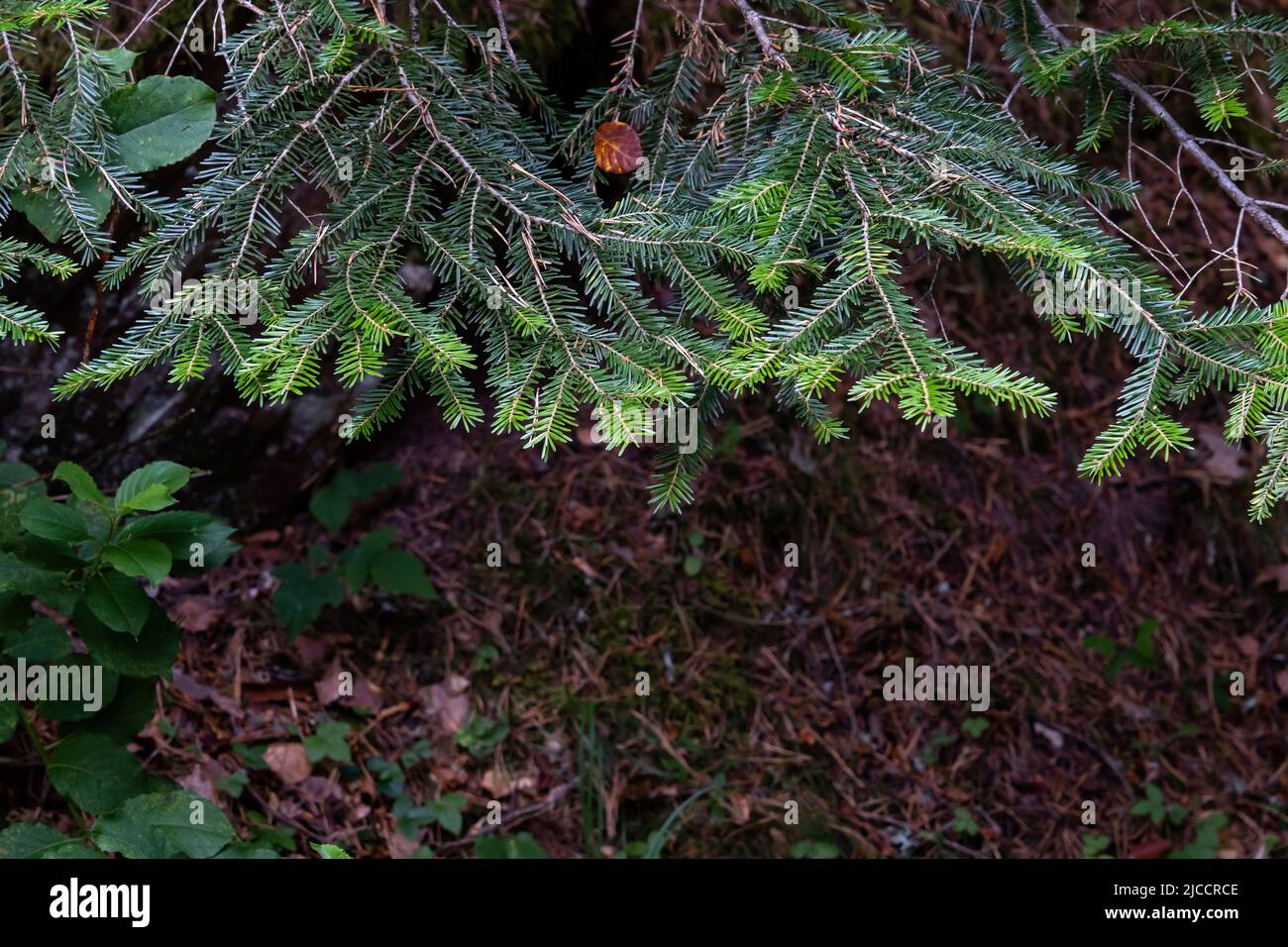 Aby alba o europeo abete bianco sempreverde conifere verde ago-come fogliame nella foresta di Oza, Pirenei, Spagna Foto Stock