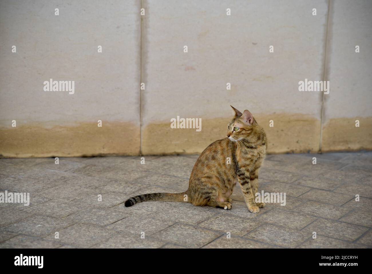 Gatto tabby seduto su un blocco marciapiede Foto Stock