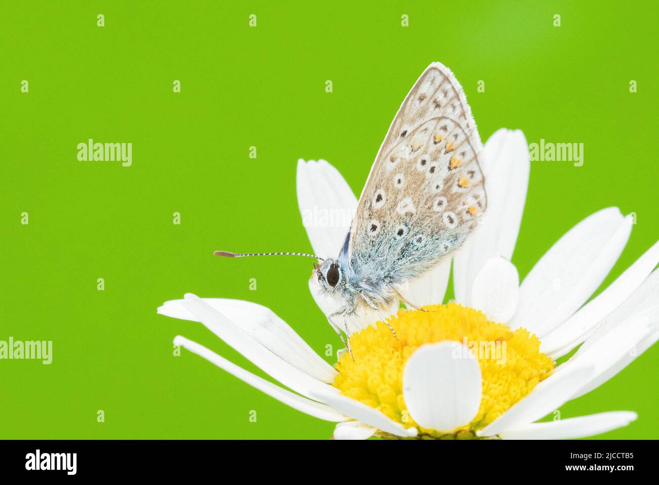 Piccola farfalla su margherita di bue nel vecchio cimitero di Southampton Foto Stock