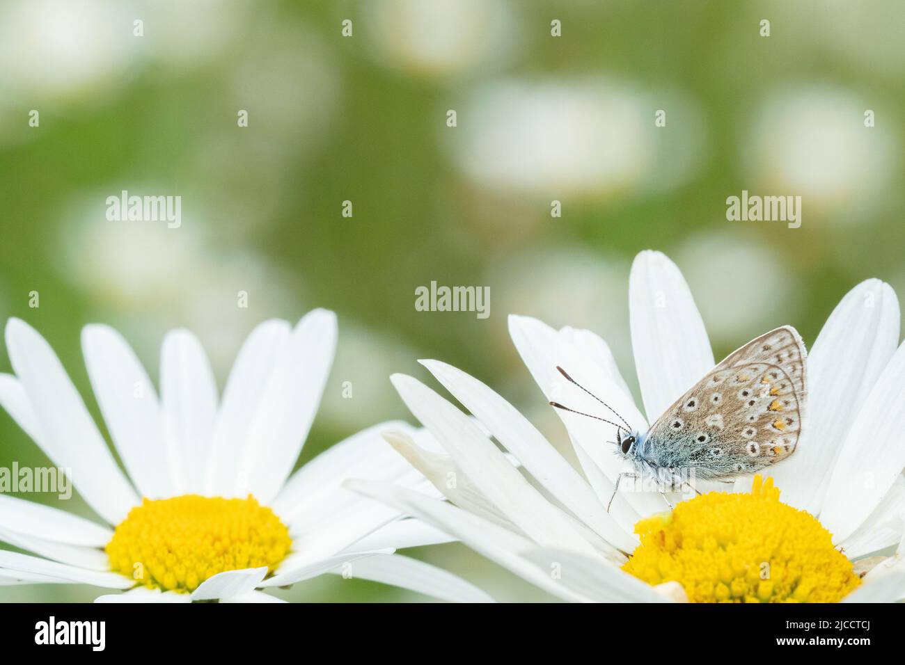 Piccola farfalla su margherita di bue nel vecchio cimitero di Southampton Foto Stock