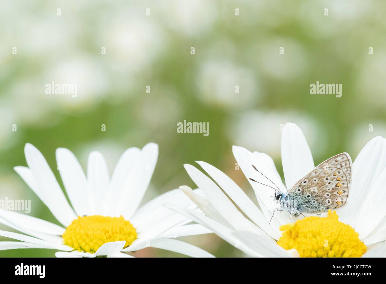 Piccola farfalla su margherita di bue nel vecchio cimitero di Southampton Foto Stock