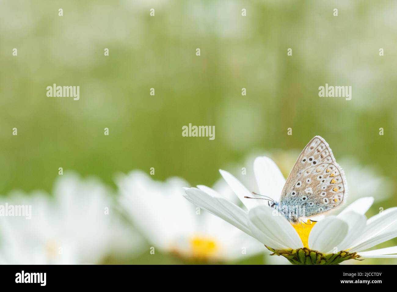 Piccola farfalla su margherita di bue nel vecchio cimitero di Southampton Foto Stock