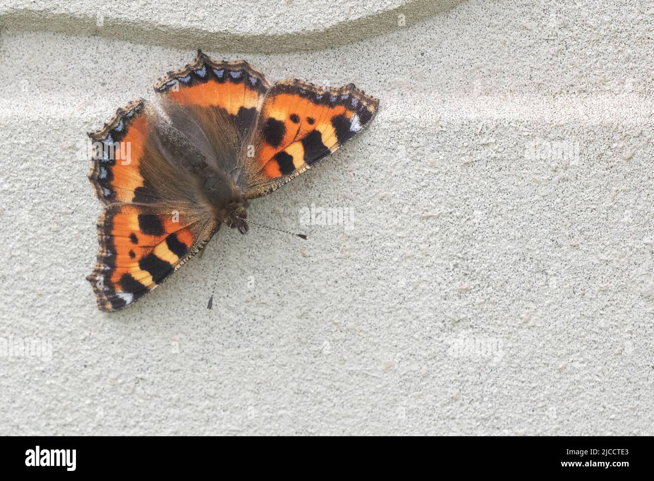 Piccola farfalla tartaruga su una tomba nel vecchio cimitero di Southampton Foto Stock