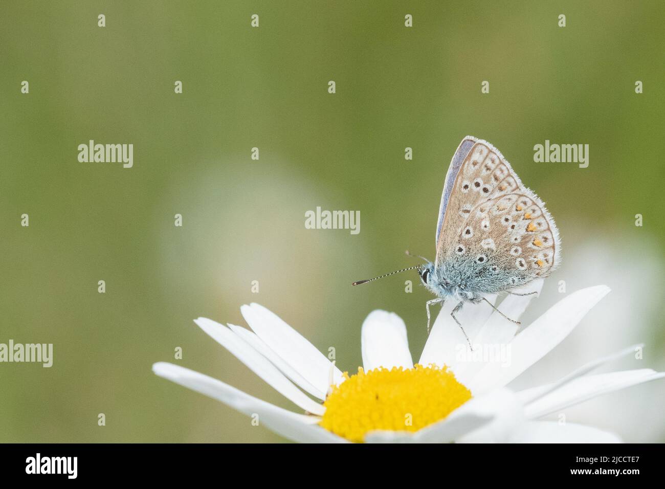 Piccola farfalla su margherita di bue nel vecchio cimitero di Southampton Foto Stock