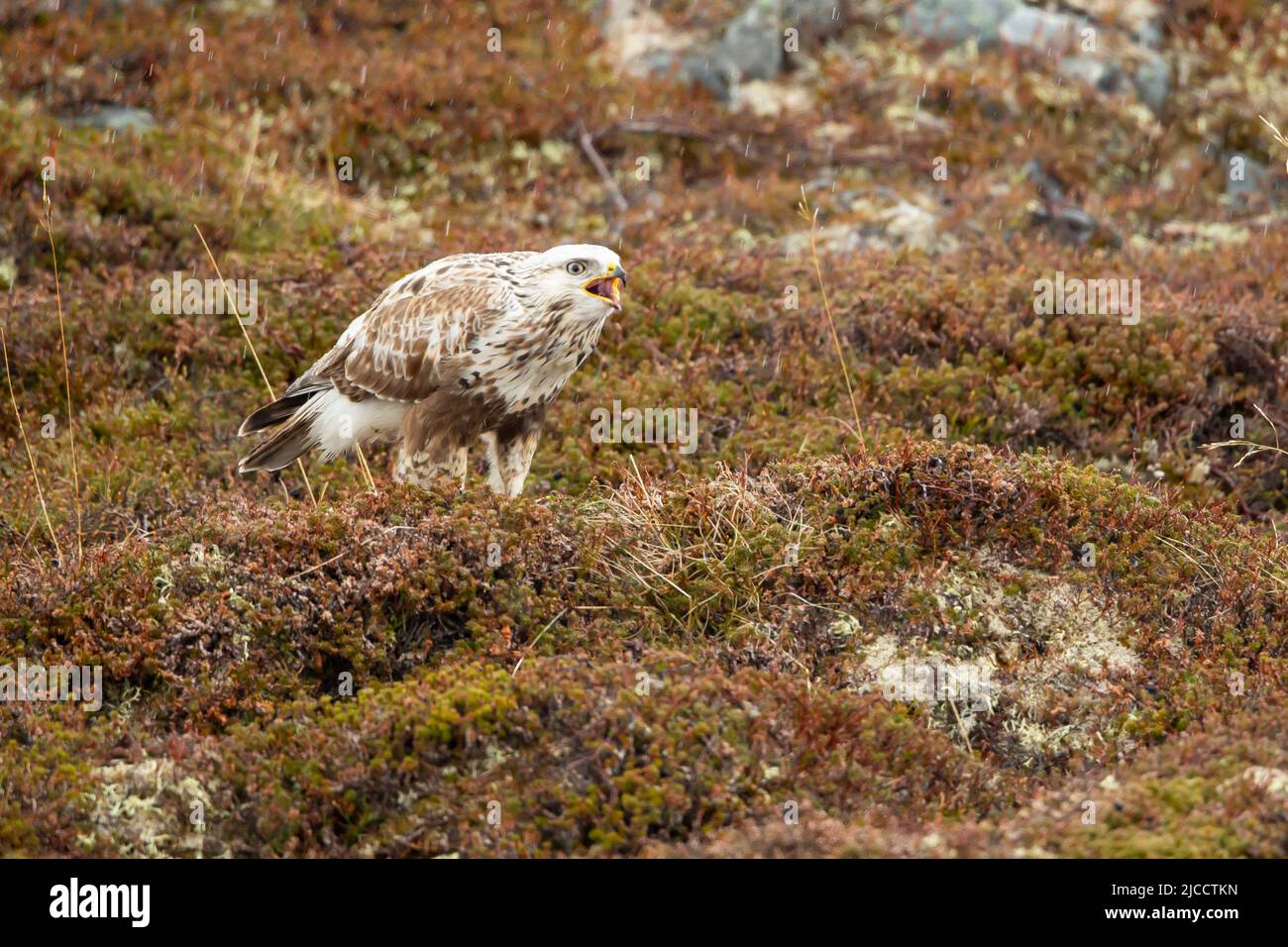 Falco ruvido (Buteo lagopus) Foto Stock