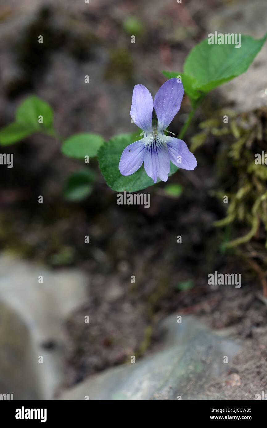 Primo piano di verde selvaggio fiore primissimo cane-violetto - Viola reichenbachiana in giardino botanico, Lituania Foto Stock