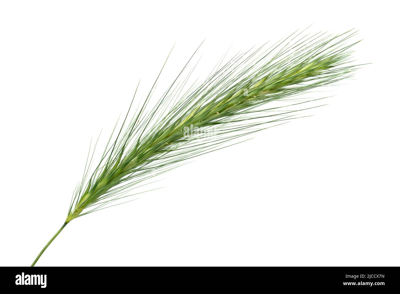 Erba di orzo da parete singola pericolosa per i cani isolati su sfondo bianco primo piano Foto Stock