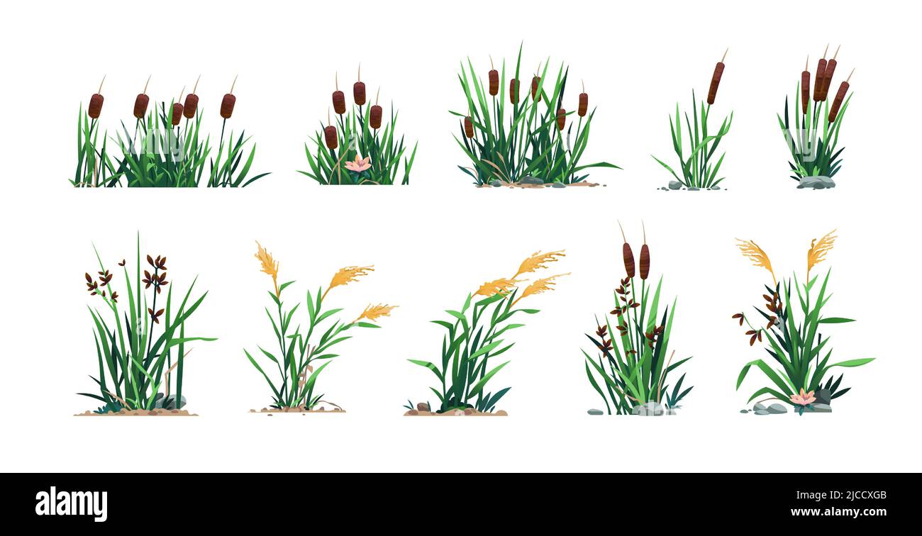 Canne e latticelli. Palude bulrush erba e botanica lago, cartoon fiume palude e stagno flora, computer game asset. Set isolato vettoriale Illustrazione Vettoriale