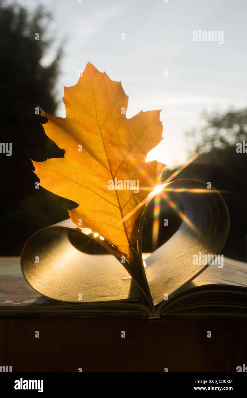 libro aperto con pagine a forma di cuore con una foglia di quercia arancione brillante autunno. Illuminazione solare con un bagliore arcobaleno. Retroilluminazione. Concetto educativo. Ciao Foto Stock