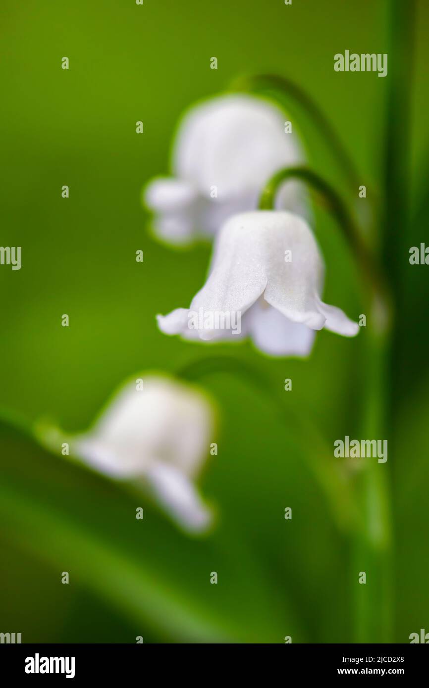 Lily-of-the-Valley - Convallaria majalis, bella pianta fiorita da foreste e boschi europei, Zlin, Repubblica Ceca. Foto Stock