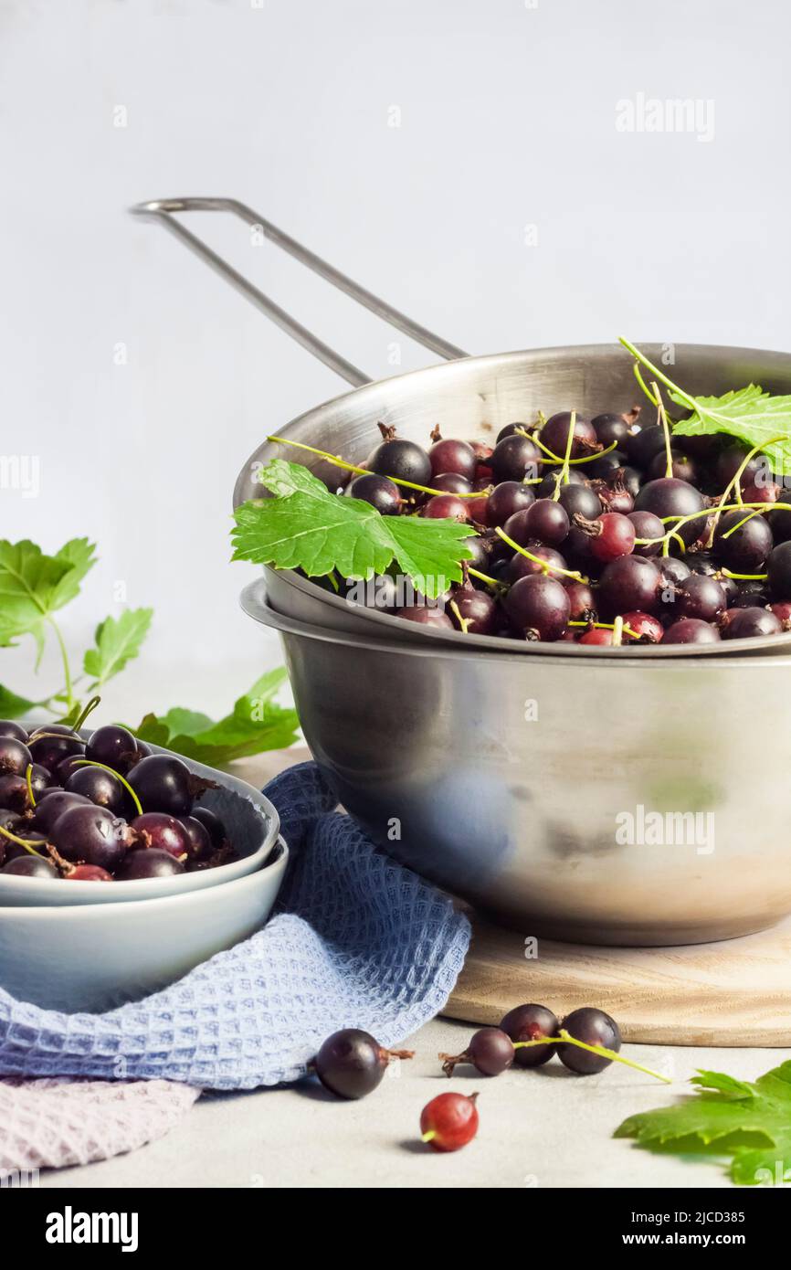 La jostaberry (Ribes x nidigrolaria) ibrido di un ribes nero e uva spina Foto Stock