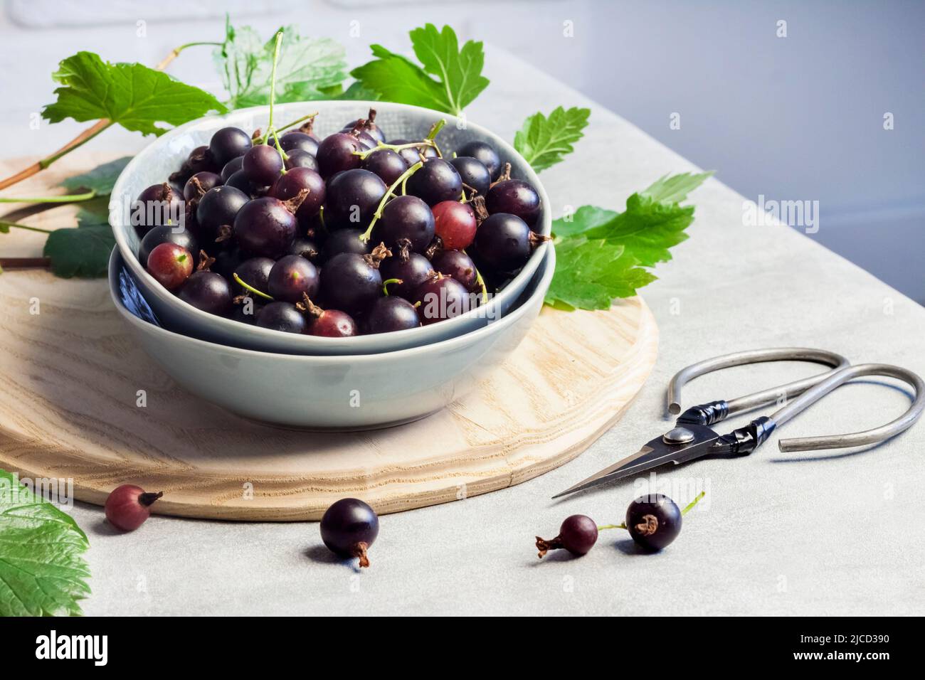 La jostaberry (Ribes x nidigrolaria) ibrido di un ribes nero e uva spina in una ciotola Foto Stock