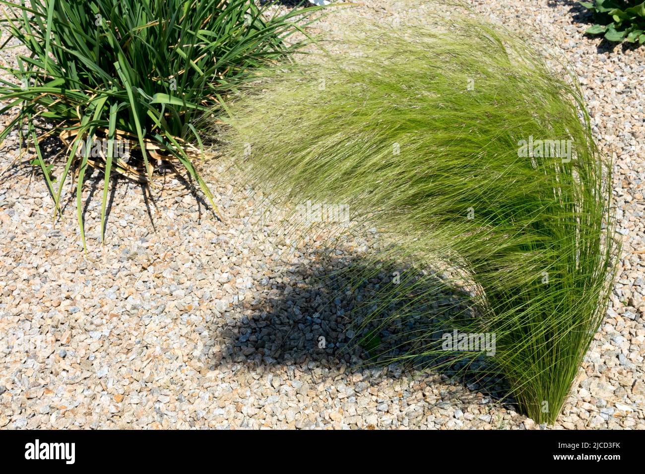 Erba da giardino moderna, grumo, moderna, Erba, Stipa pulcherrima, Primavera, erbe ornamentali crescono in ghiaia Foto Stock