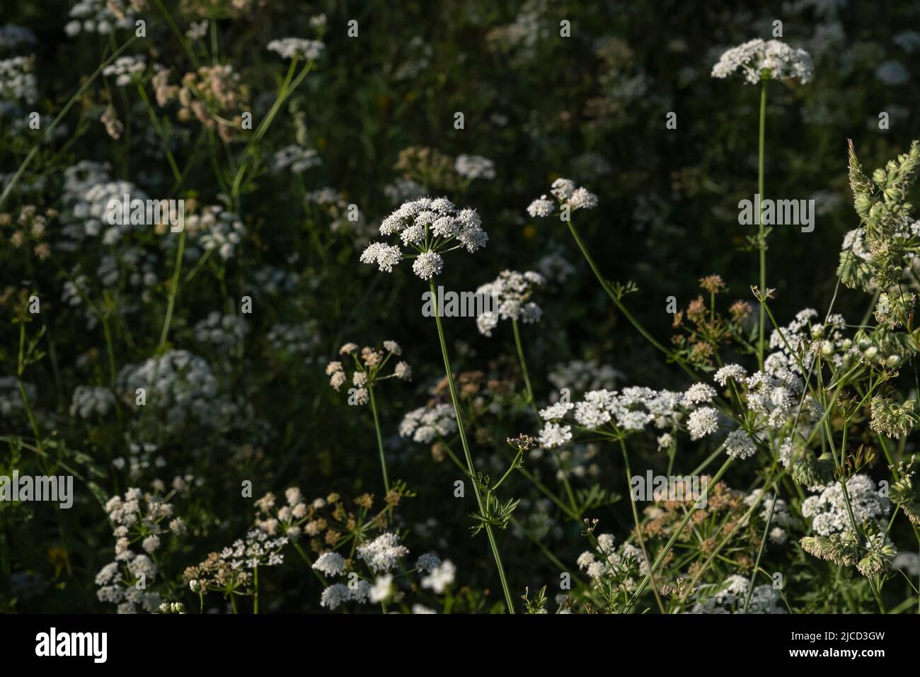 Hemlock acqua-goccia wort (Oenanthe crocata) pianta velenosa fiori bianchi in fiore Foto Stock