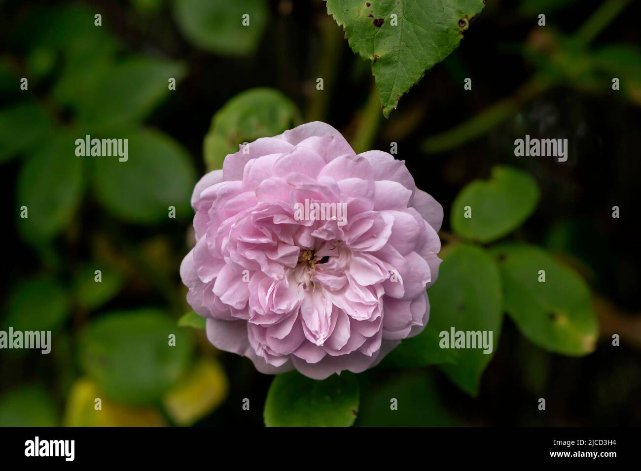 Rosa francese (Rosa Gallica) fiore rosa Foto Stock