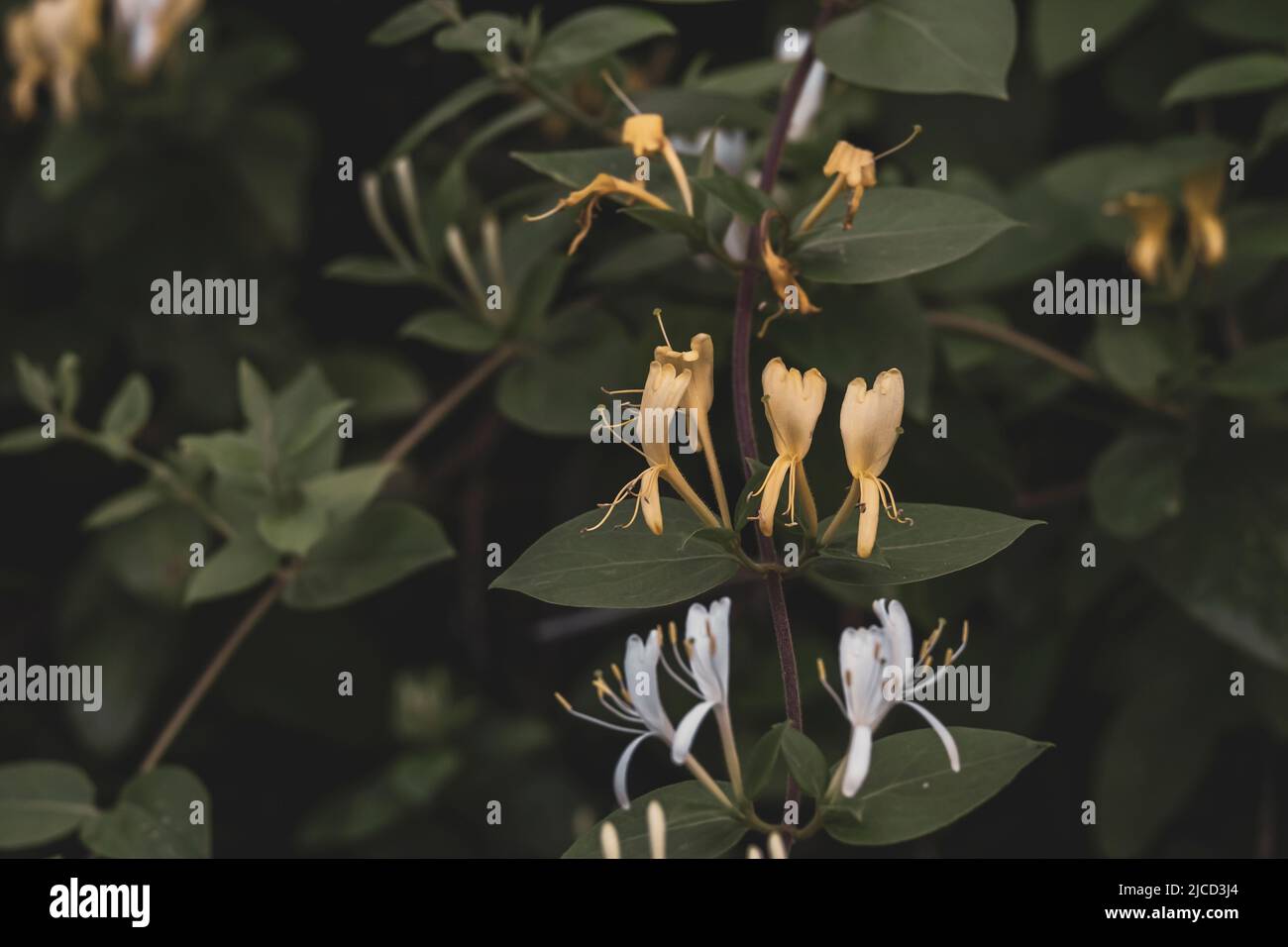 Oro-e-argento Honeysuckle (Lonicera japonica) fiori in fiore Foto Stock