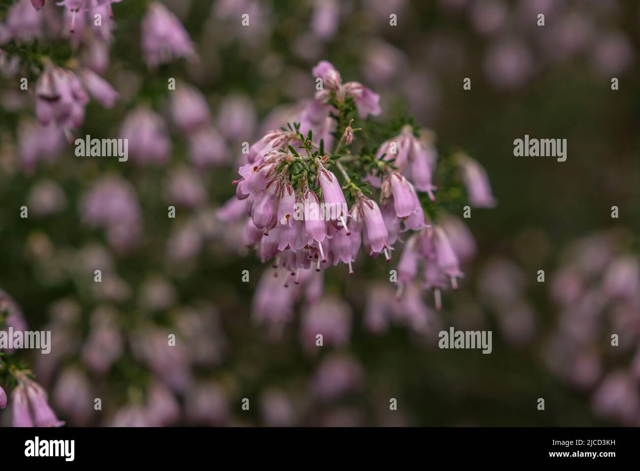 Brughiera spagnola (Erica australis) fiori rosa Foto Stock