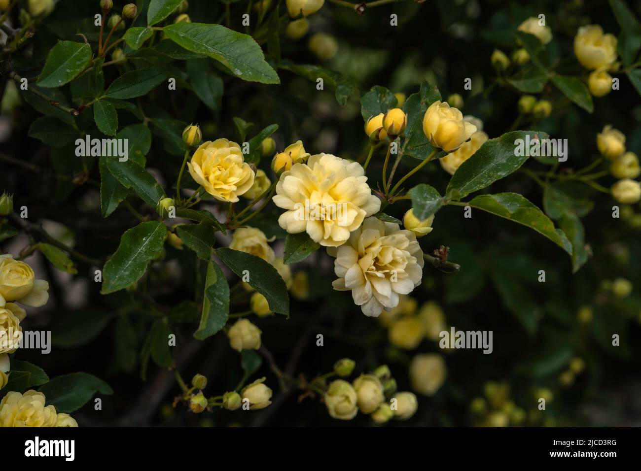 Rosa delle Lady Banks (Rosa banksiae) fiori gialli pallidi che sbocciano in primavera Foto Stock