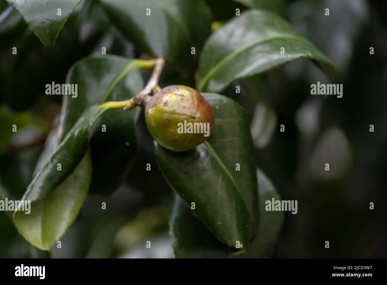 Camelia giapponese (Camelia Japonica) frutta in primo piano Foto Stock