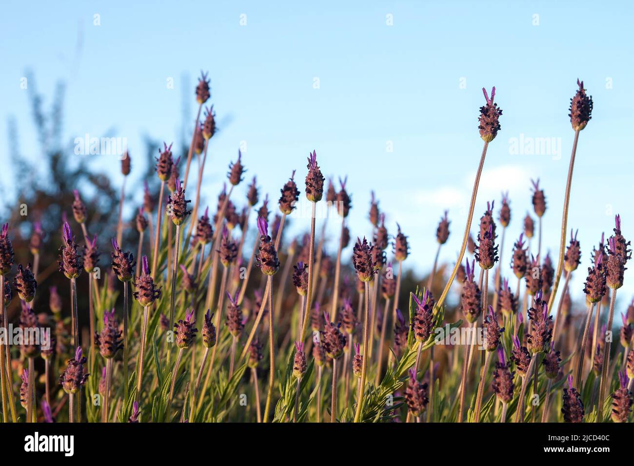 Lavanda spagnola (Lavandula stoechas) fiori porpora primavera Foto Stock