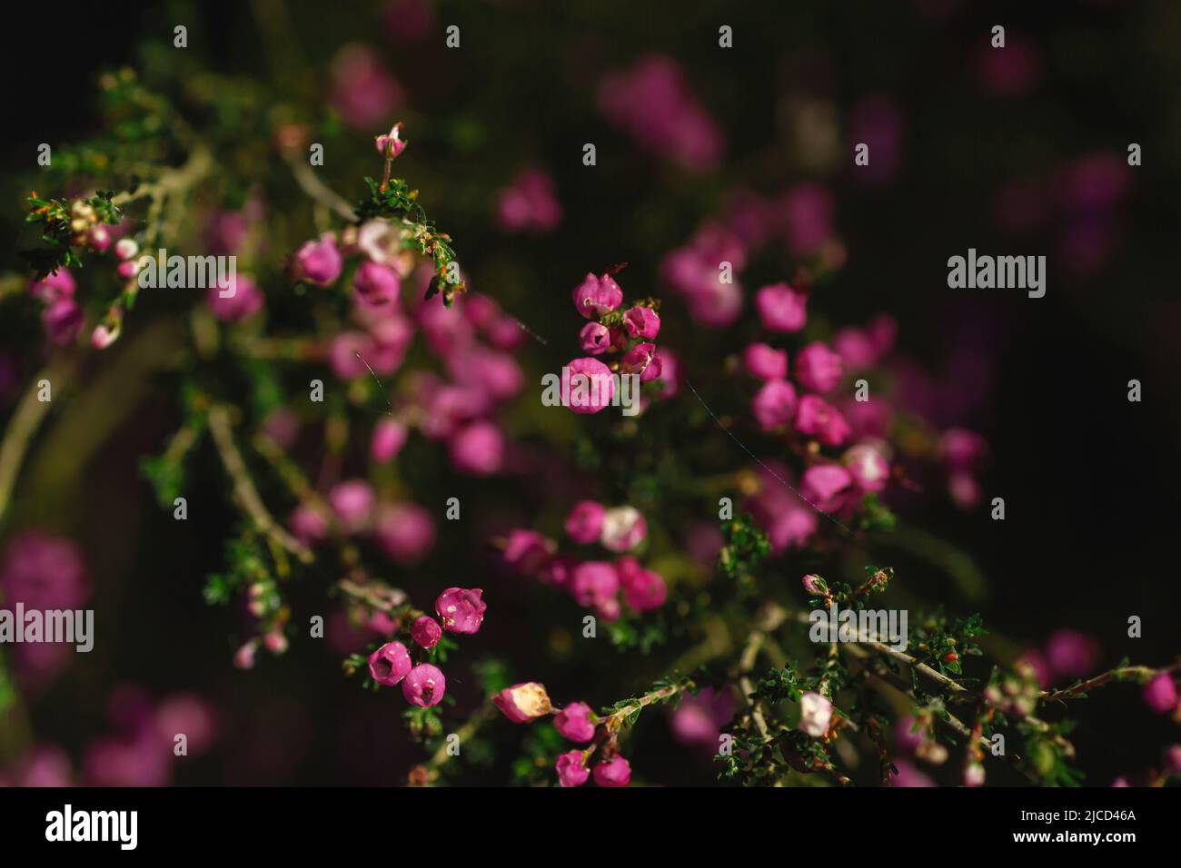 Nana brughiera spagnola (Erica umbellata) fiori rosa Foto Stock