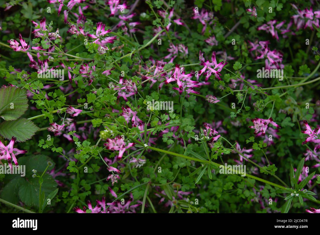 Terra fumo (Fumaria officinalis) fiori rosa Foto Stock