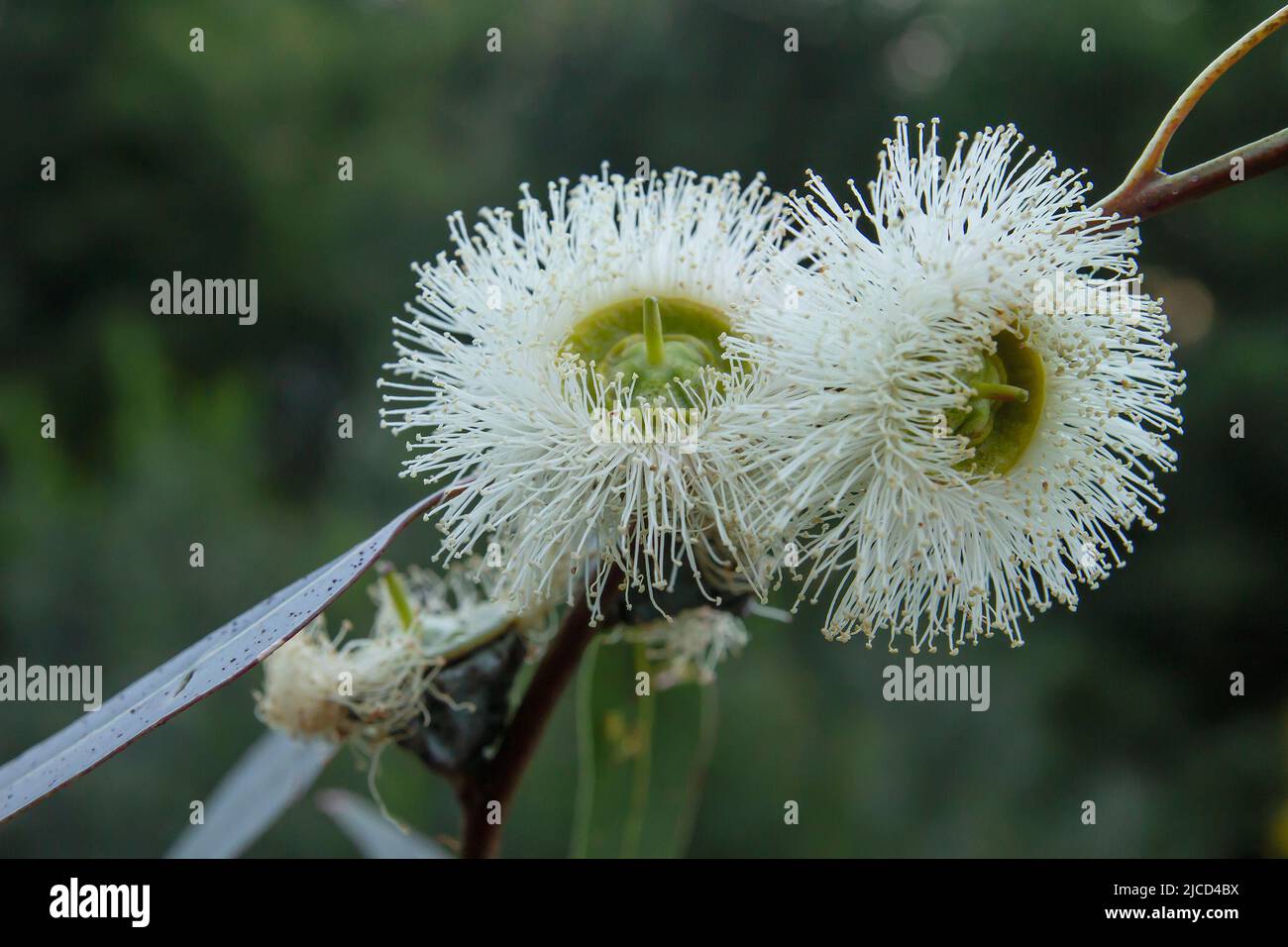 Gomma blu (globulo di eucalipto) fiori bianchi Foto Stock