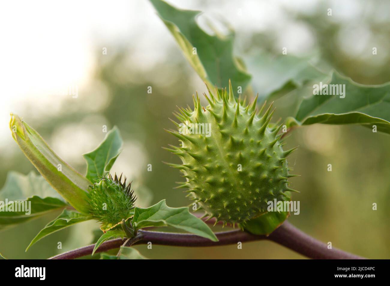 Nightshade (Datura stramonium) capsule di semi spinosi a forma di uovo Foto Stock