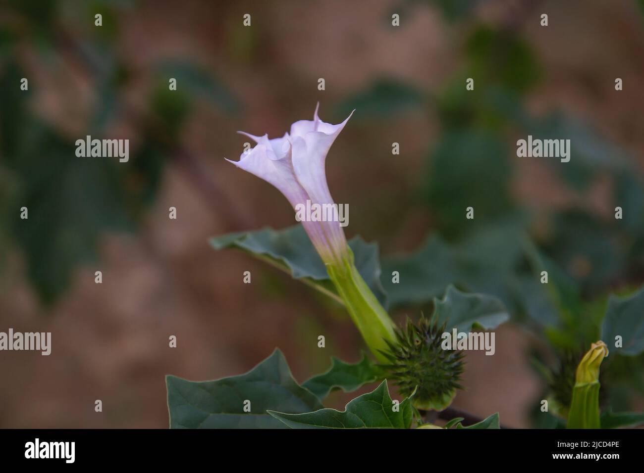 Nightshade (Datura stramonium) fiore a forma di tromba Foto Stock