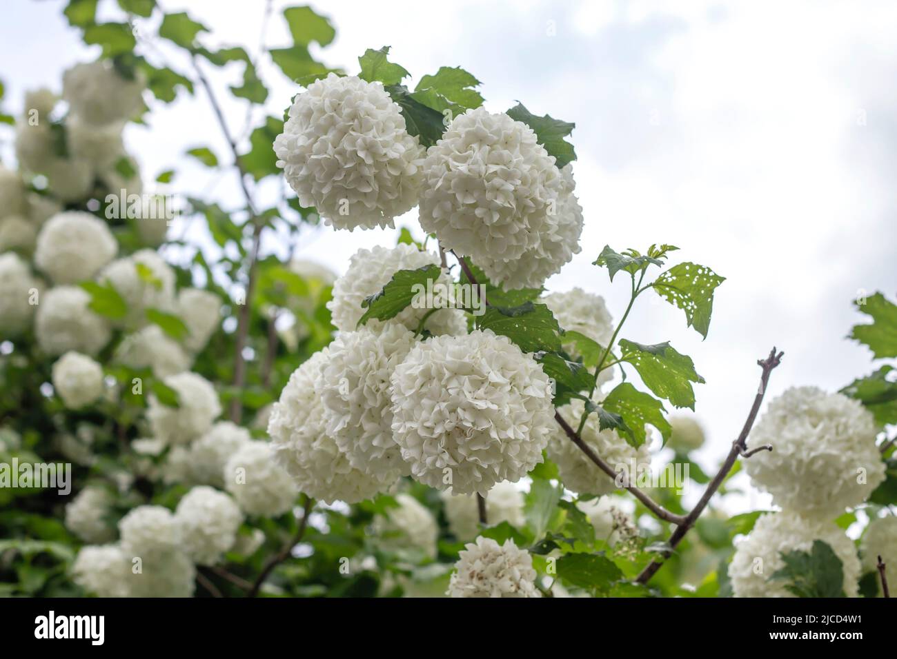 Albero della palla di neve di rosa del Guelder (Opulus di Viburnum) fiori bianchi Foto Stock