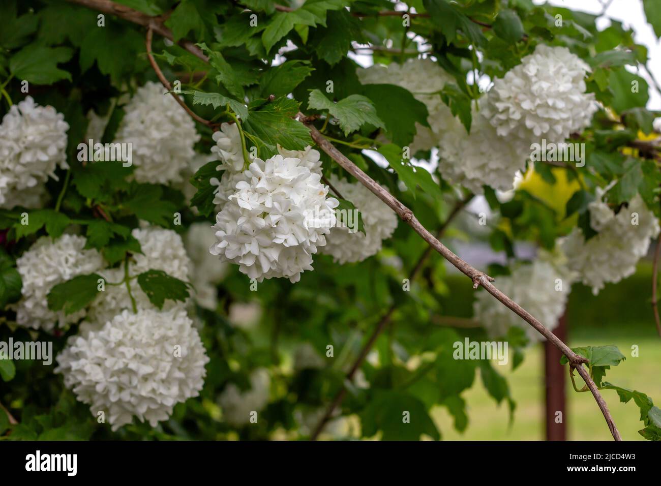 Rosa guelder (Viburnum opulus) fiori bianchi Foto Stock