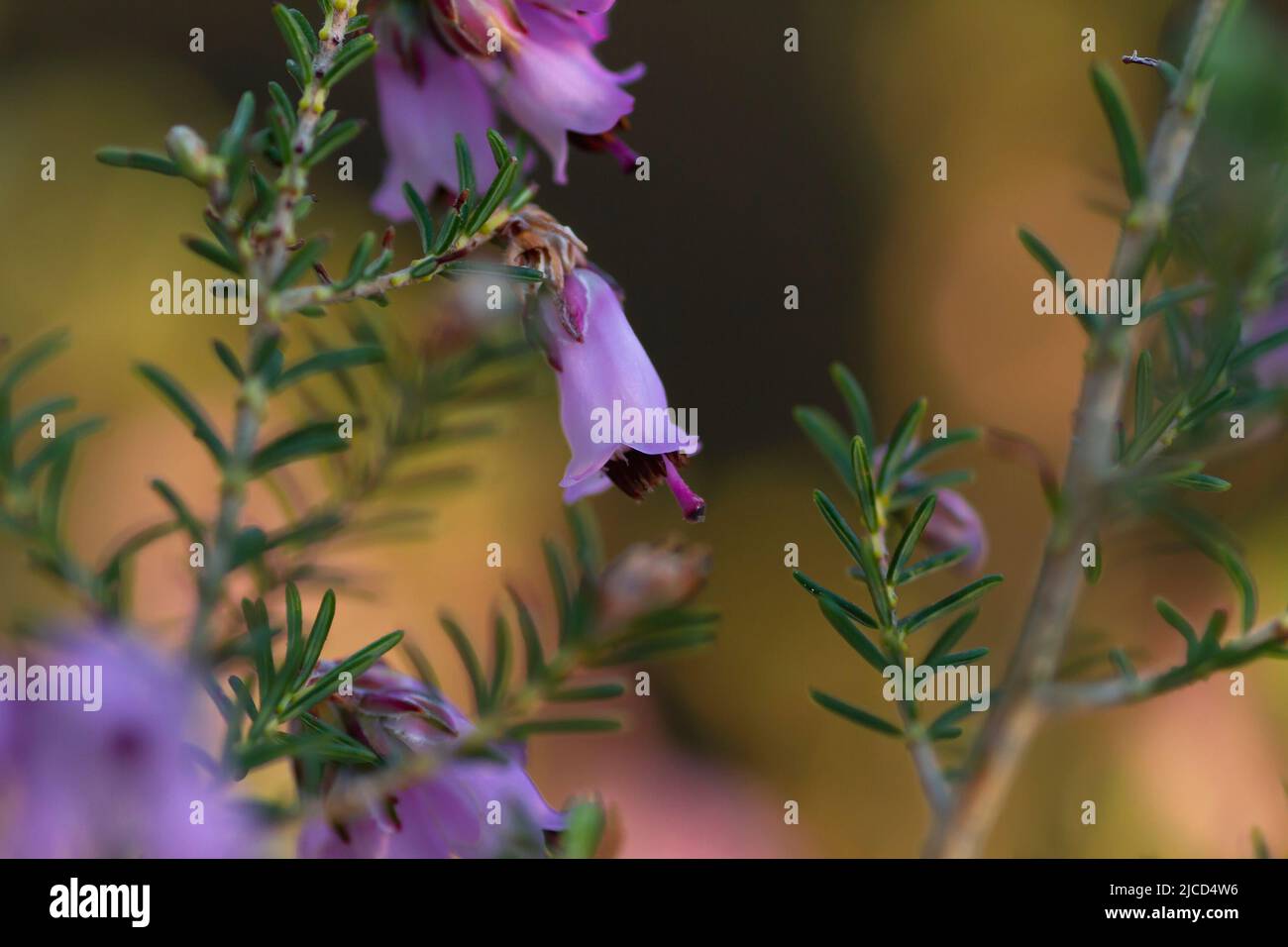 Particolare della brughiera irlandese - Erica Erigenea - fiori rosa fioritura in primavera Foto Stock