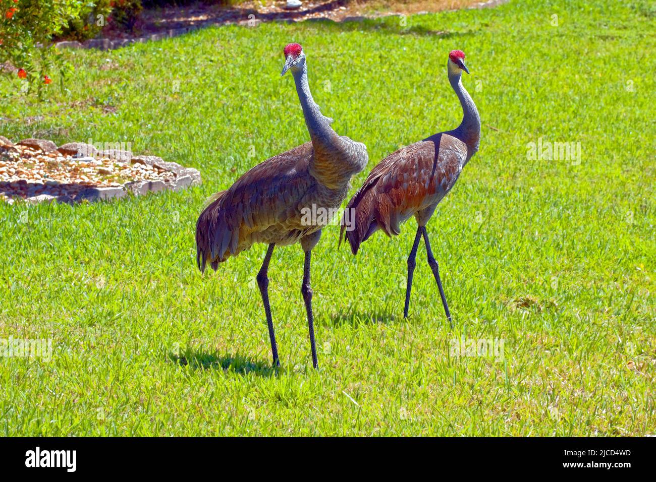 2 Gru di Sandhill a piedi; Grus canadensis, cortile di visita, grandi uccelli, fauna selvatica; Animali, erba verde, Venezia; FL; Florida; orizzontale Foto Stock