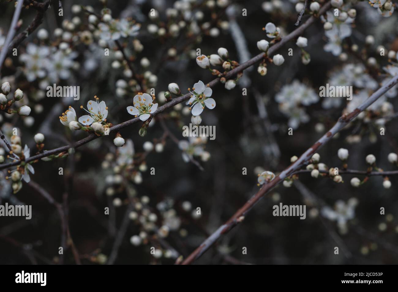 Prunus spinosa o Blackthron fiori bianchi fioriscono in primavera Foto Stock