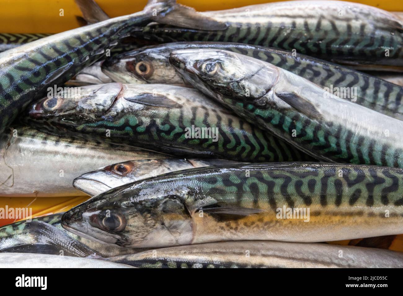 Sgombro Atlantico appena pescato, mercato del pesce, Spalato, Croazia Foto Stock