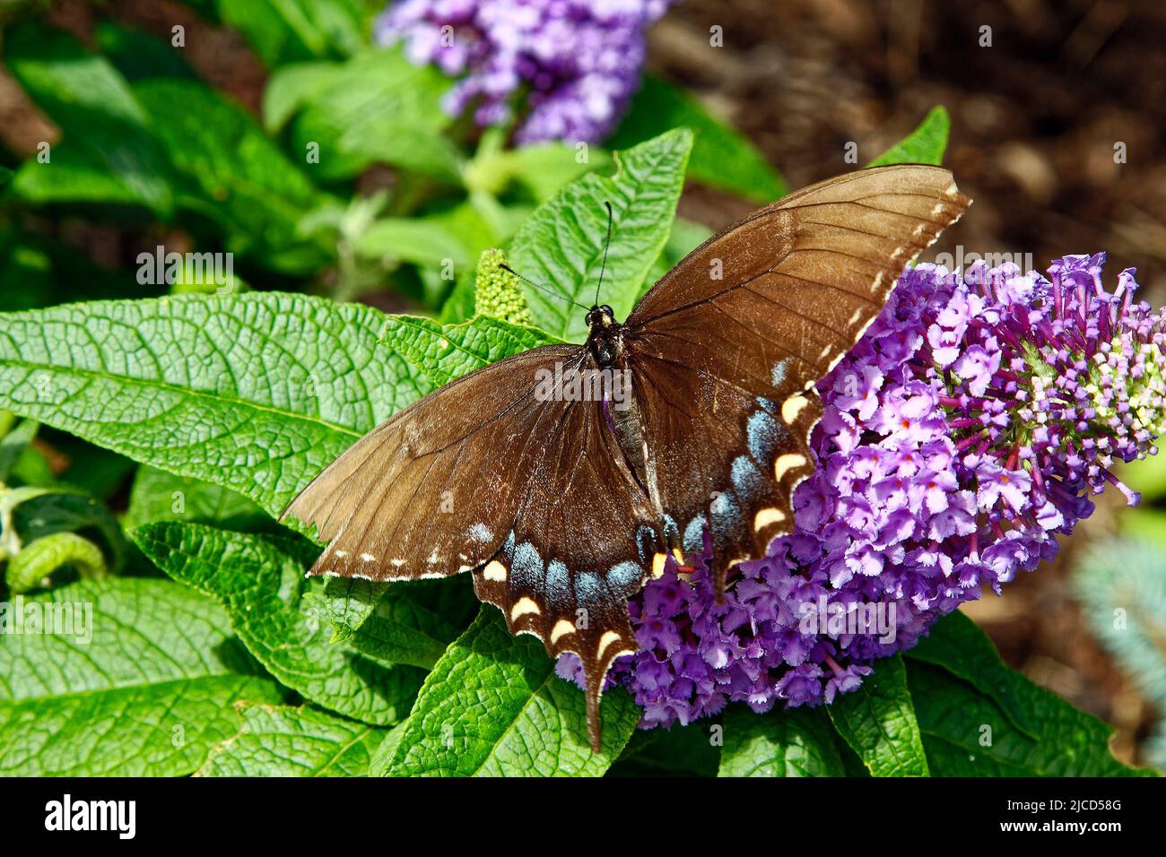 Farfalla marrone, puntini blu, marcature crema, insetto, fauna selvatica, fiore viola, primo piano, PA; Pennsylvania Foto Stock