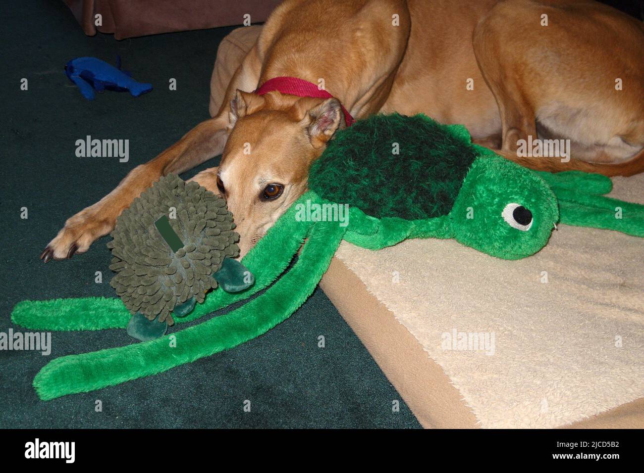 cane greyhound, sdraiato sul letto del cane, giocattoli, purebred, animale domestico di salvataggio, animale, Canino, orizzontale; PR Foto Stock