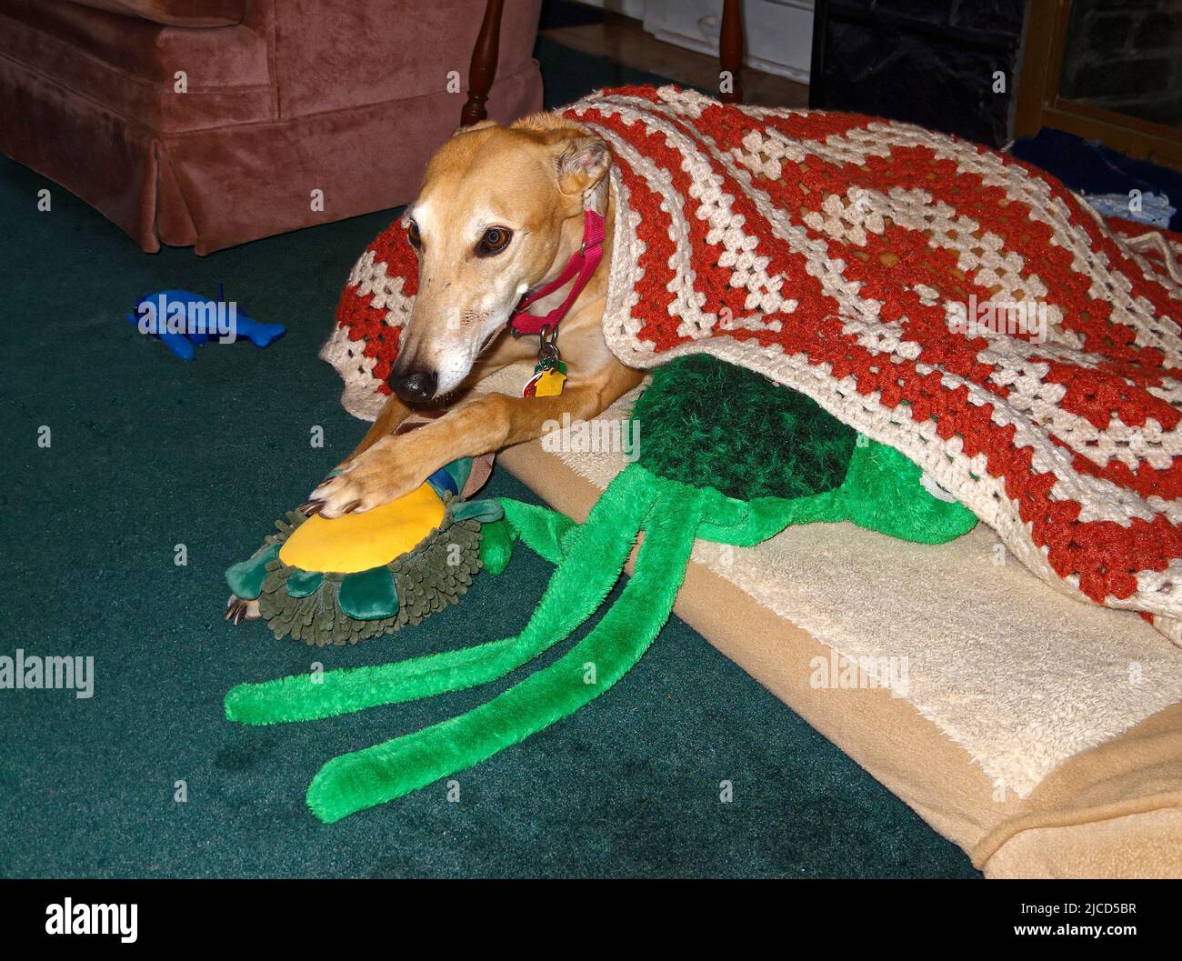 cane greyhound, sdraiato sul letto del cane, giocattoli, coperto con coperta uncinata, purebred, animale domestico di salvataggio, animale, canino, Orizzontale; PR Foto Stock