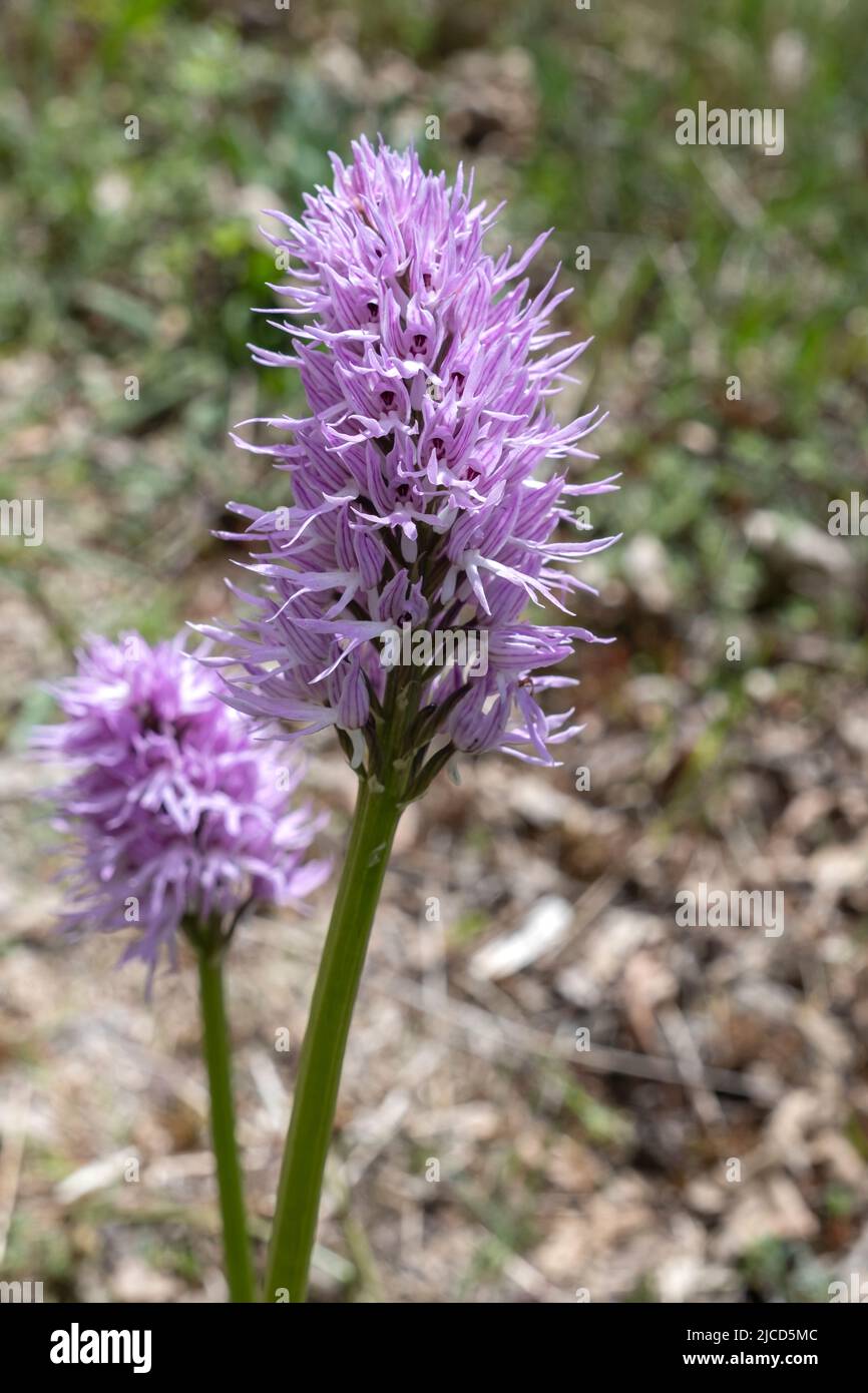 Appeso Naked Man Orchid (Orchis italica) fiori viola pallido Foto Stock