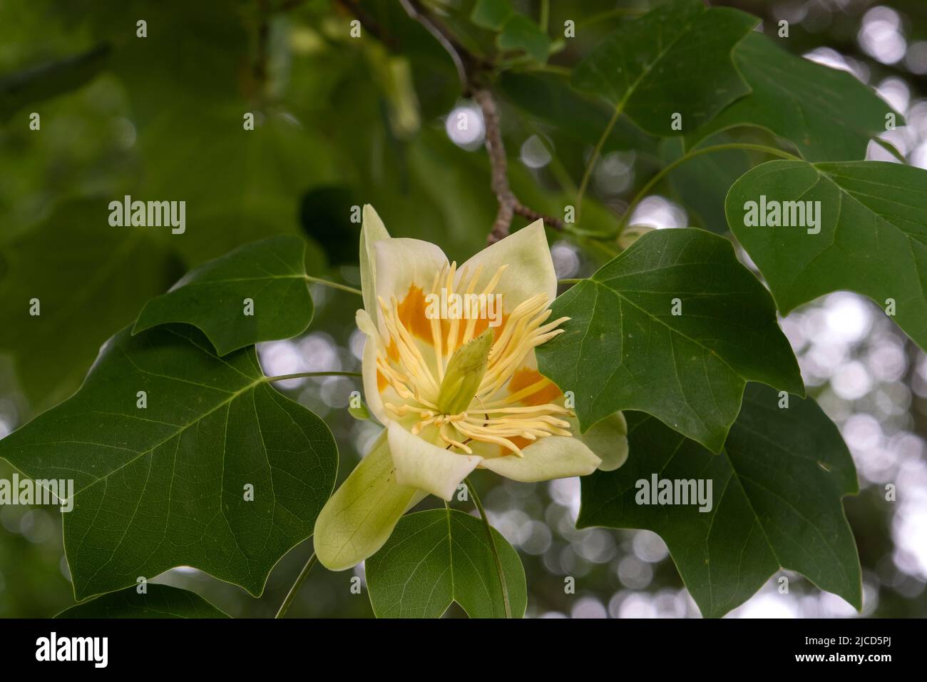 Tulipefera (Liriodendron tulipefera) fiori in fiore tulipano-come e verde fogliame deciduo Foto Stock