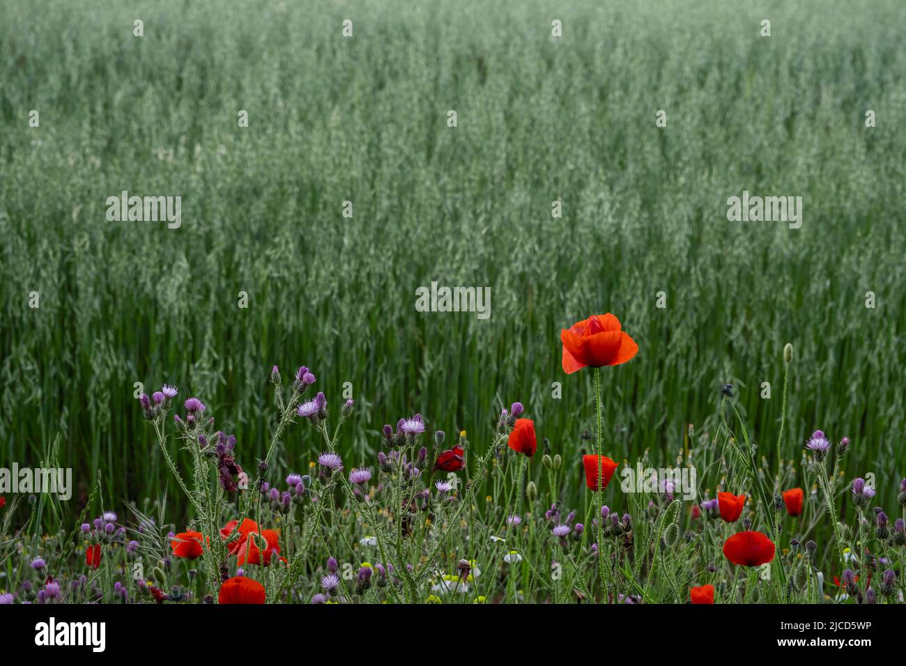 Papavero rosso (Papaver rhoeas) e carduus pycnocephalus (carduus pycephalus) fiori selvatici che sbocciano nei campi primaverili Foto Stock