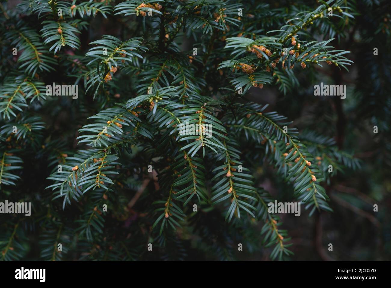 Taxus baccata o europeo yew verde scuro fogliame e fiori maschili Foto Stock