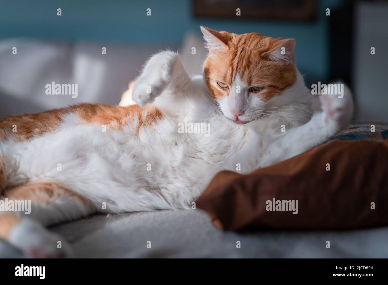 gatto marrone e bianco con occhi gialli adagiati su un cuscino, lecca il petto Foto Stock